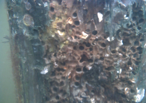 Close-up of Shipworm Holes Close-up of Shipworm Holes