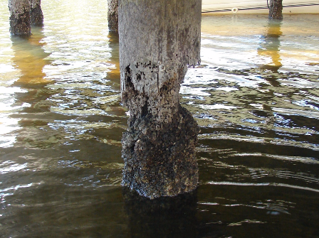 Piling Deterioration Piling Deterioration